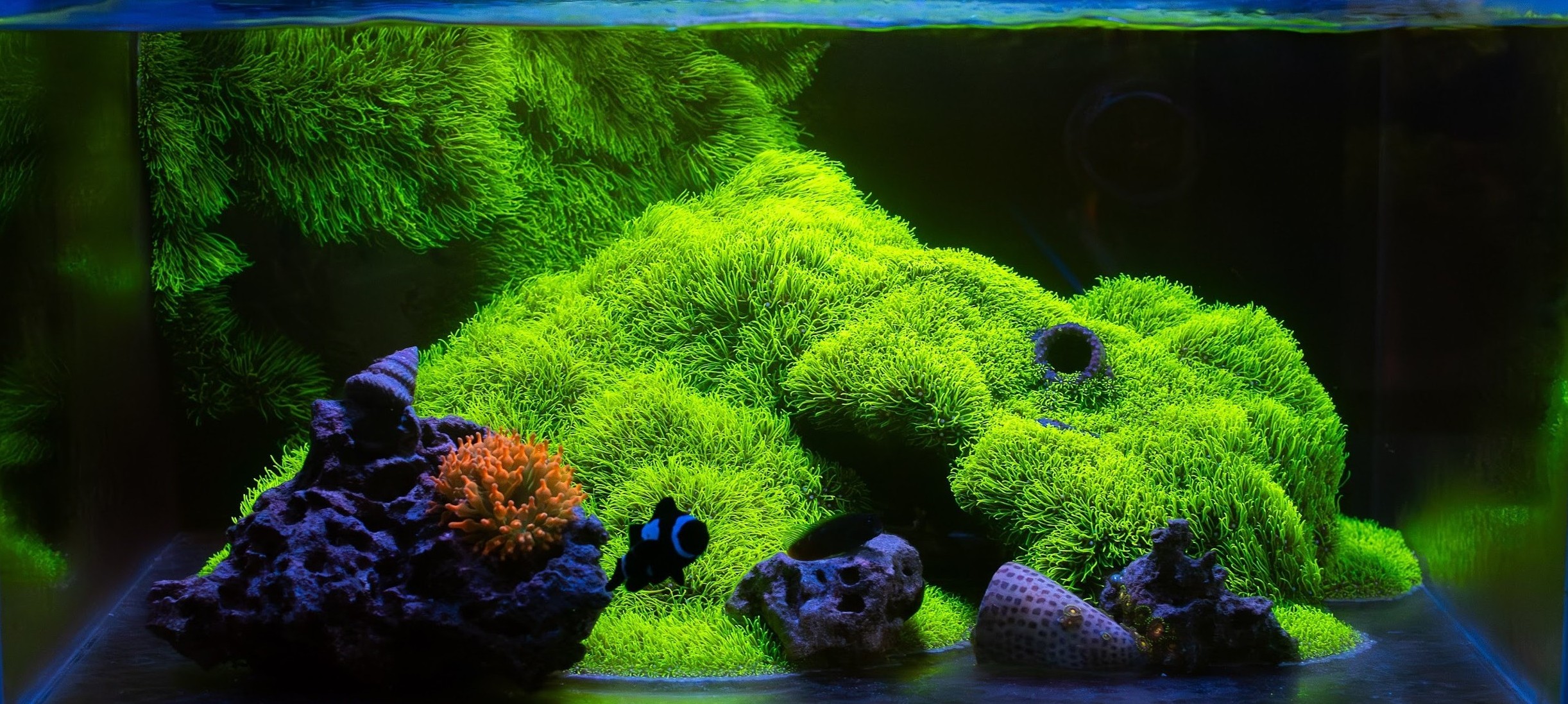 25 Gallon Lagoon — GSP Dominated Reef