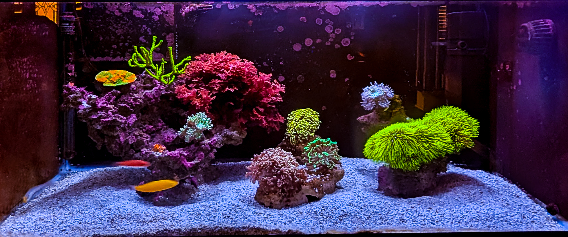 Right 40 Gallon Mixed Reef Aquarium
