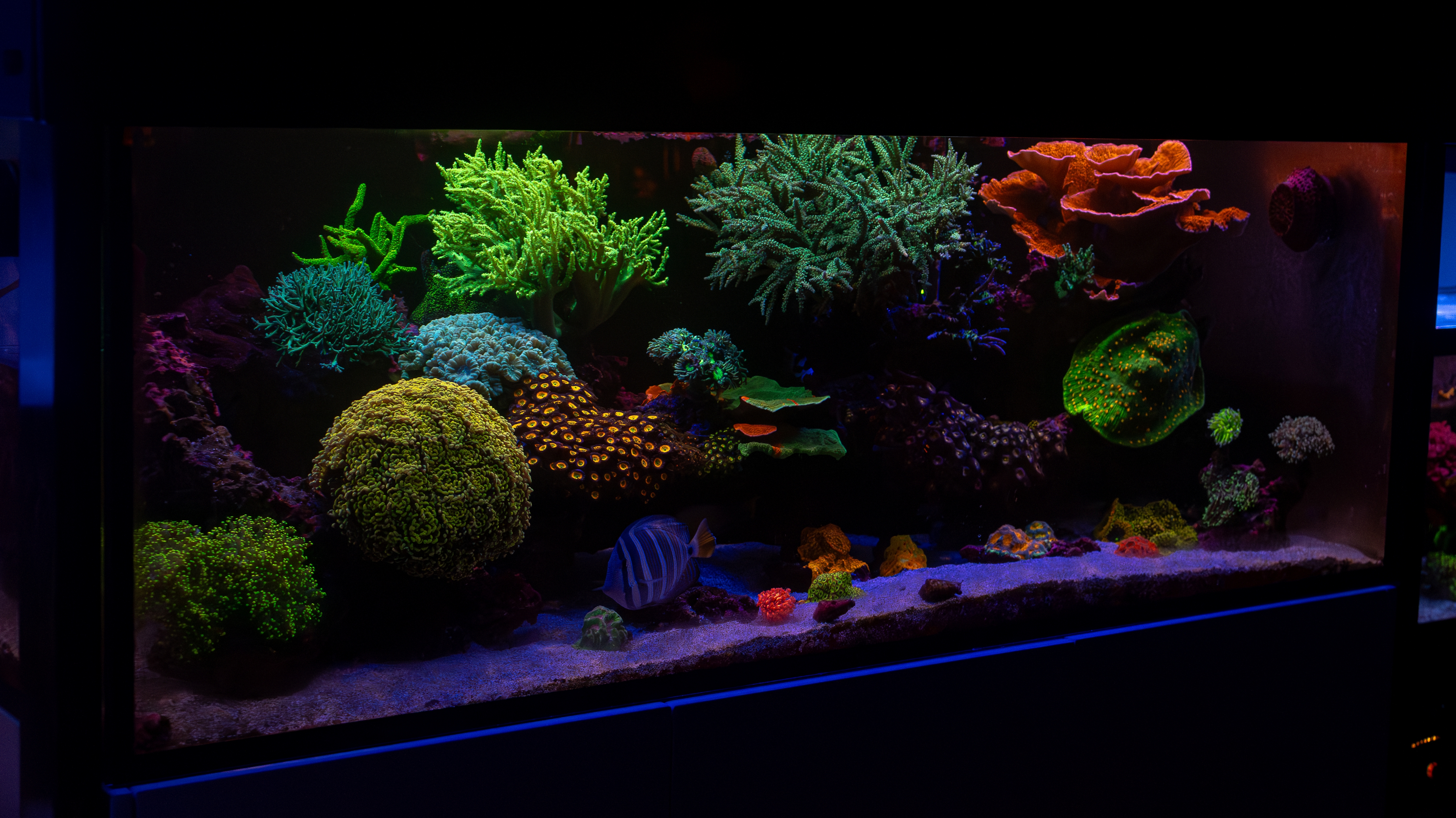 Waterbox 180.5 Mixed Reef Aquarium