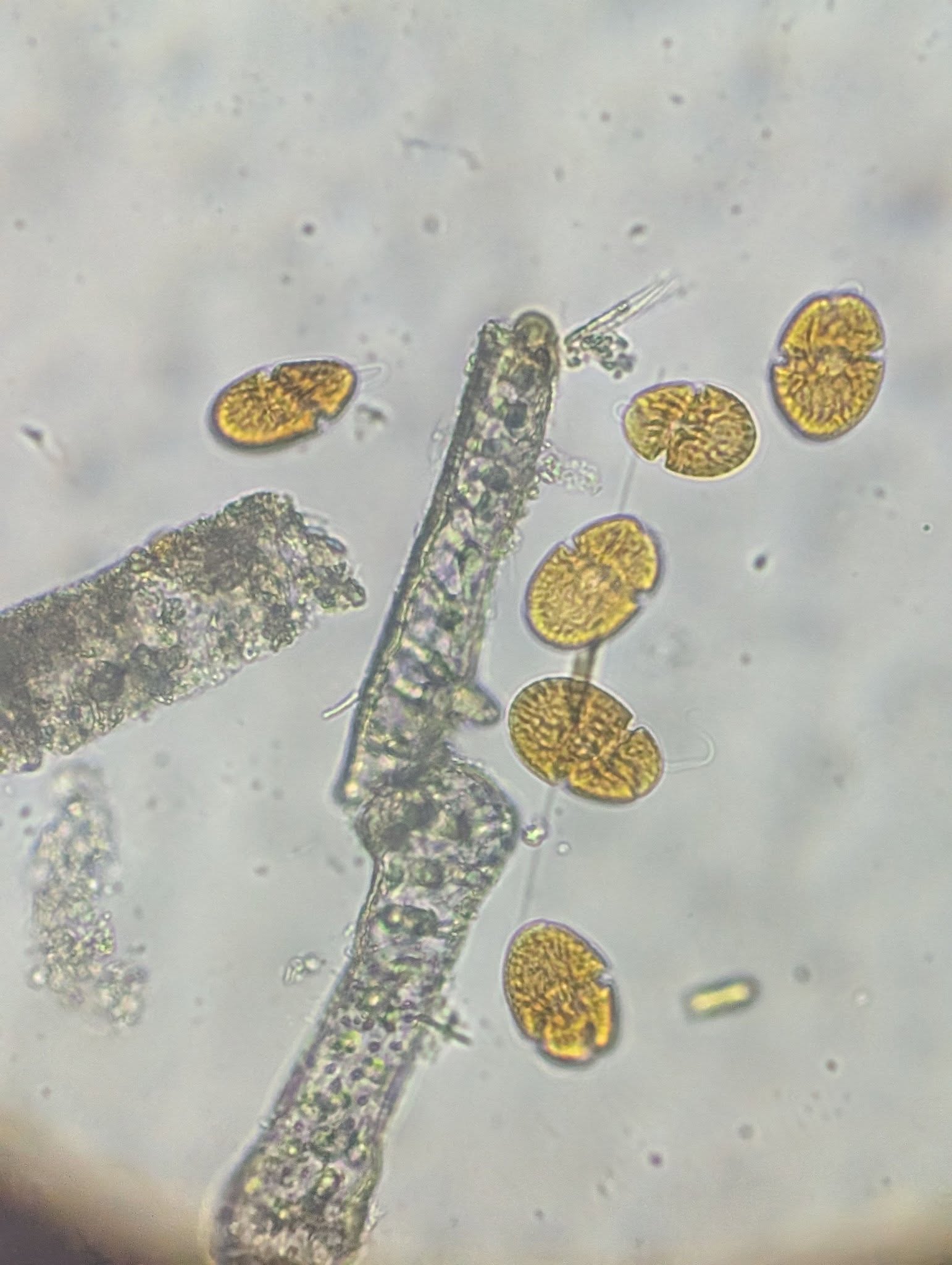 Akashiwo Microscope ID