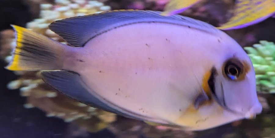 Black Ich Treatment on Mimic Tang