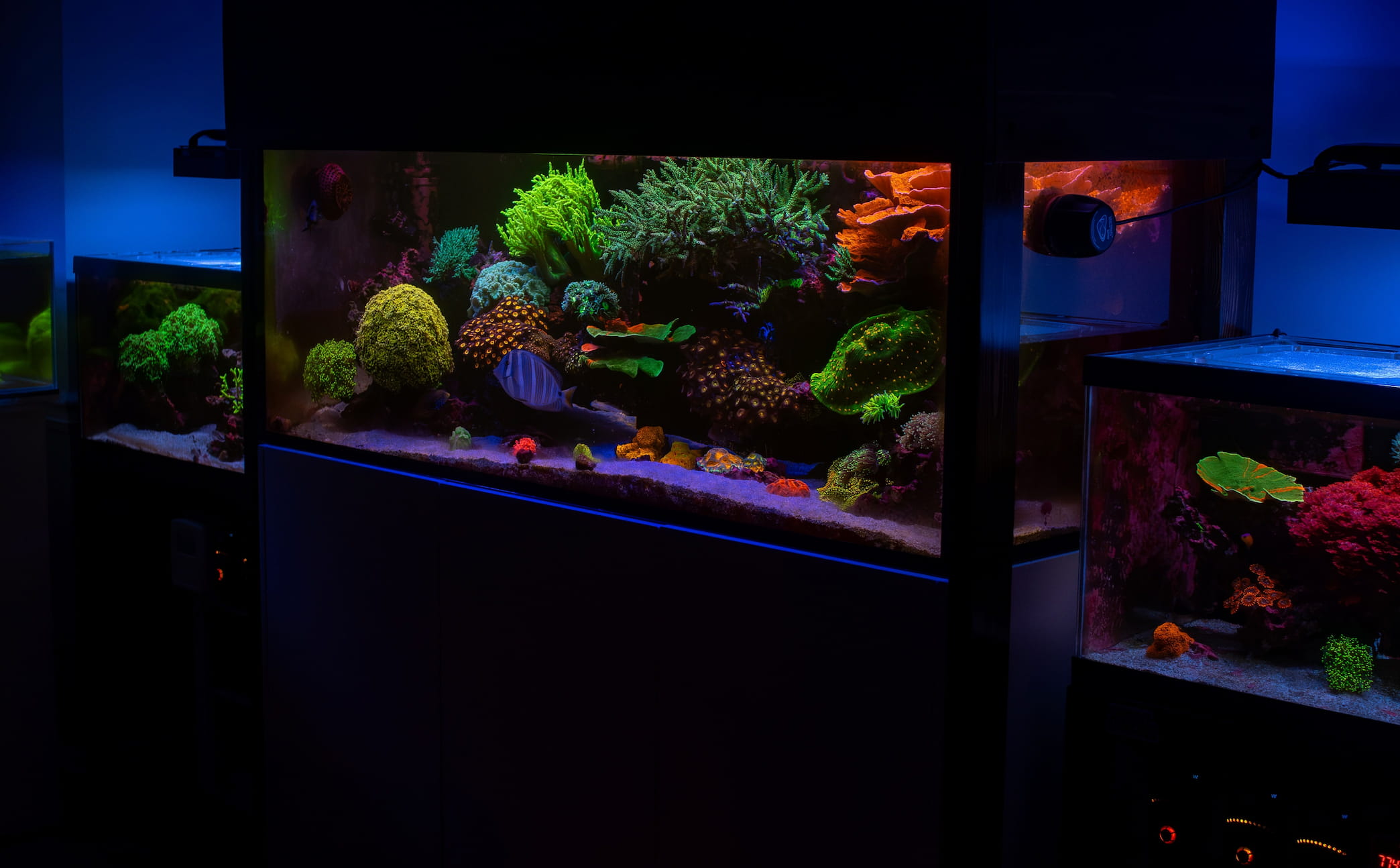 Professional Aquarium Maintenance and Service