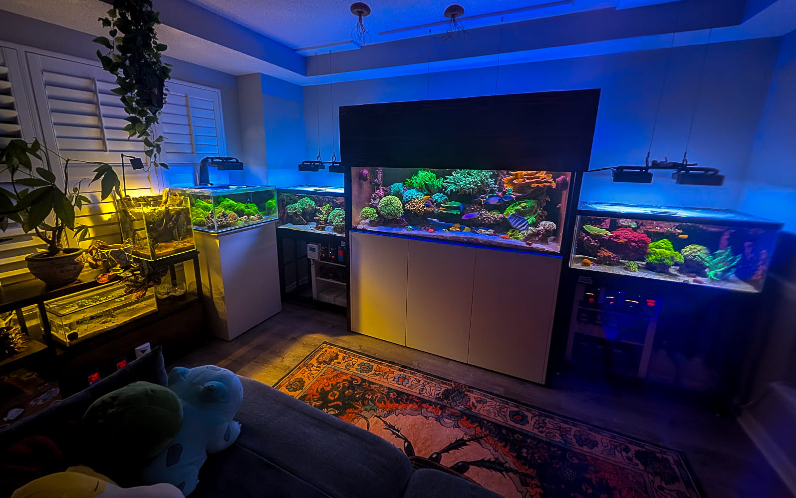 Coral Coven Fish Room