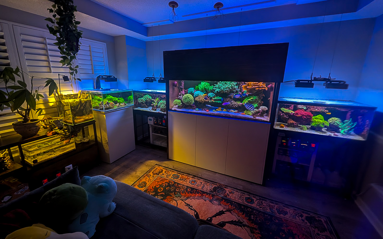 Coral Coven Fish Room