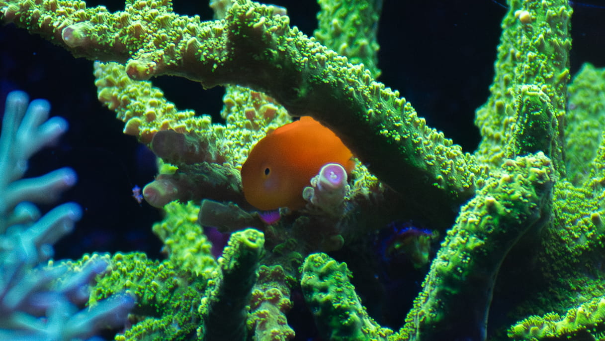 Yellow Clown Goby